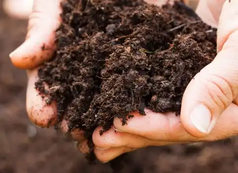 قیمت خرید کمپوست قارچ از تولید به مصرف به صورت عمده و فله