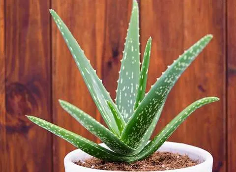 بهترین آلوئه ورا وحشی کدام است؟ + مقایسه کامل | قیمت عالی