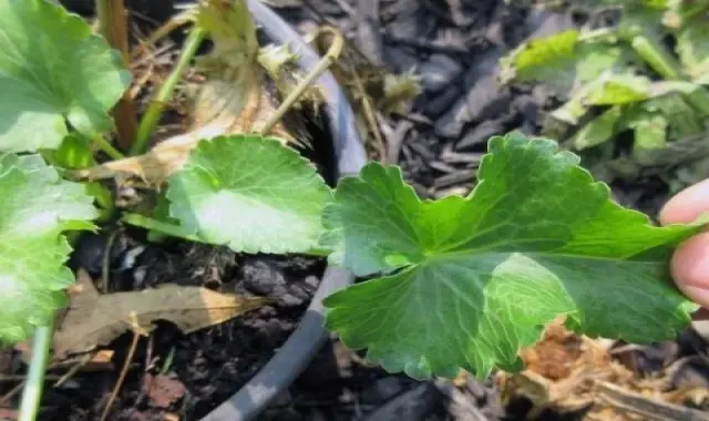 قیمت خرید سبزی چوچاق شمالی + راهنمای استفاده