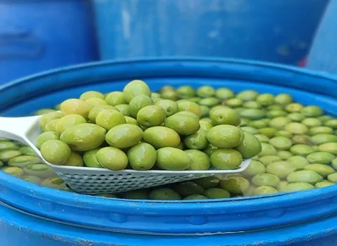 زیتون شمال ایران؛ سیاه سبز طبع گرم خشک درمان یبوست