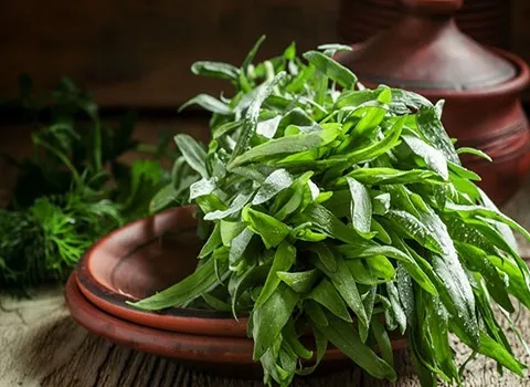 قیمت خرید گیاه ترخون دارویی + مشخصات، عمده ارزان