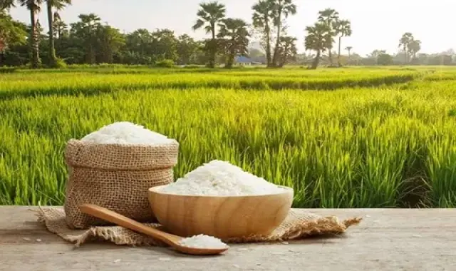 برنج طارم محلی کشت دوم؛ دیمی آبی کم محصول (8 13) میلی متر Mazandaran