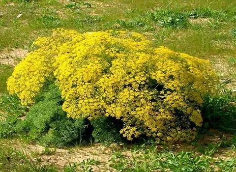 گیاه آنغوزه سبز آشنایی صفر تا صد قیمت خرید عمده