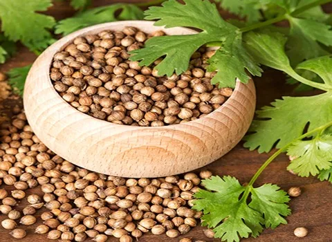 بهترین گیاه گشنیز دارویی + قیمت خرید عالی