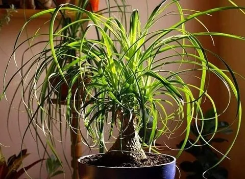 گیاه آپارتمانی لیندا (پافیلی) تنه ضخیم برگ سبز فرفری طول 1 تا 2 متر