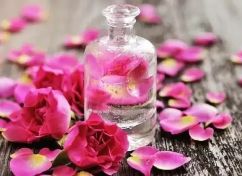 گلاب عالیات؛ گل محمدی تازه خوش عطر درمان بیماری Rose
