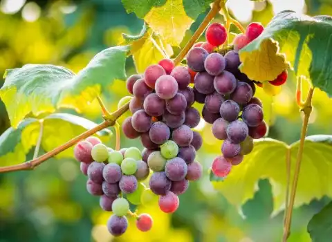 انگور یاقوتی در طب سنتی + قیمت خرید، کاربرد، مصارف و خواص