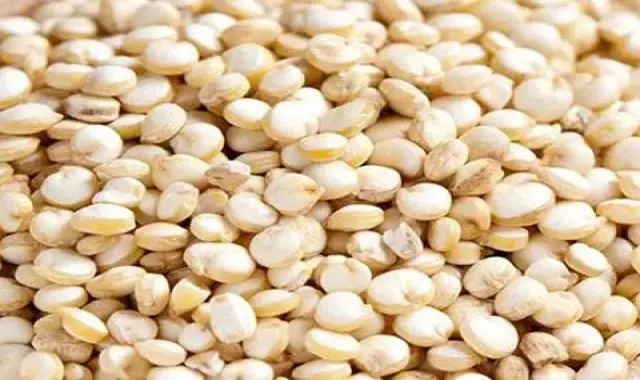 خرید و قیمت روز کینوا سفید ایرانی