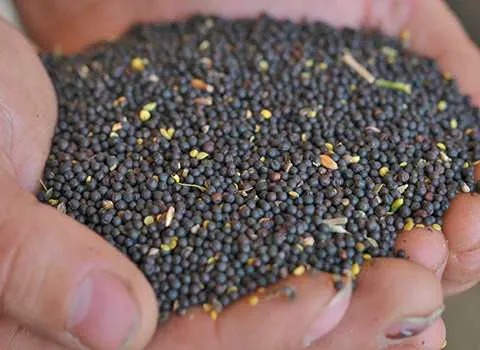 بذر کلزا هایولا 50؛ دانه روغنی ریز درشت دیر رس کشت ایران