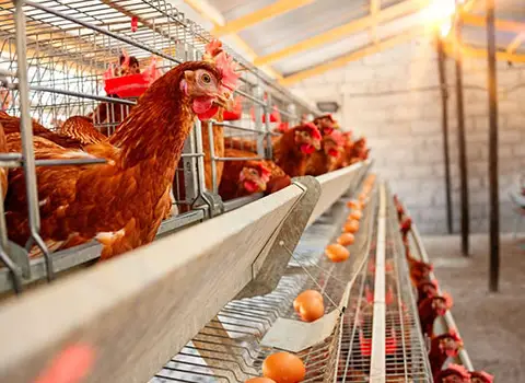 تجهیزات مرغداری گوشتی در تبریز؛ استیل پروانه ای قابل شستشو