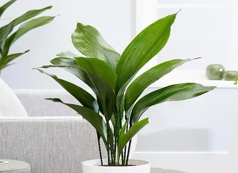 معرفی گل فصلی آپارتمانی + بهترین قیمت خرید