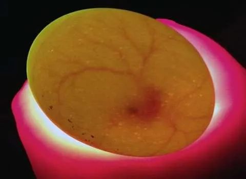 لیست قیمت کندلینگ نوربینی تخم مرغ به صورت عمده و با صرفه