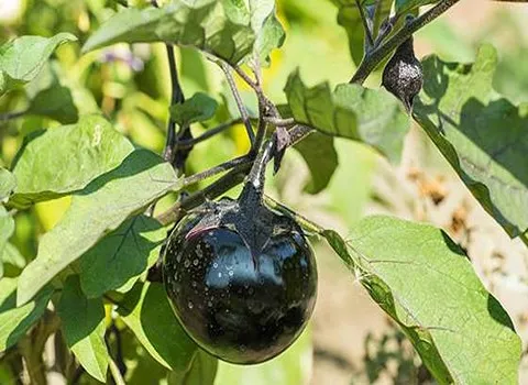 مشخصات بادمجان دلمه ژاپنی و نحوه خرید عمده