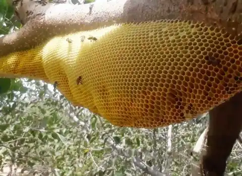 چگونه عسل جنگلی پیدا کنیم