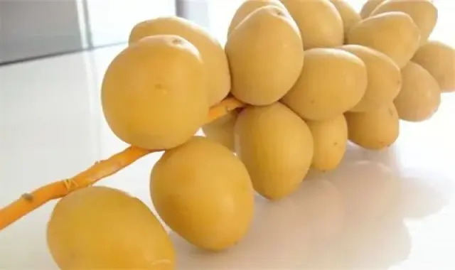 خرما خارک تازه صادراتی با بهترین قیمت