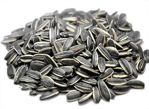 تخمه آفتابگردان؛ کالری بالا ویتامین B افزایش انرژی 6 نوع