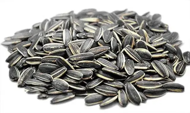 تخمه آفتابگردان؛ کالری بالا ویتامین B افزایش انرژی 6 نوع