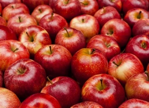 قیمت و خرید سیب قرمز ترش شمال + فروش ارزان