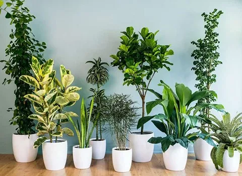 گیاه آپارتمانی Houseplants مقاومت بالا تقویت روحیه افراد زیبا سازی فضا