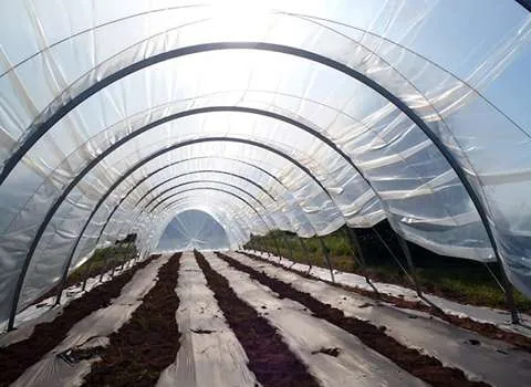 نایلون کشاورزی دزفول؛ سبز بی رنگ ضد UV پرورش سبزیجات گل