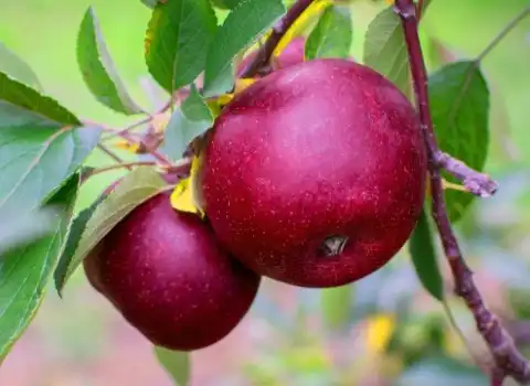 سیب توسرخ؛ سفت آبدار گوشت قرمز طعم شیرین مناسب پذیرایی Apple