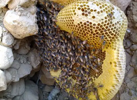عسل وحشی کوهستان؛ موم نرم پتاسیم کلسیم لاغری سوختگی Honey