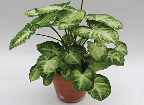 خرید گل آپارتمانی گوش خرگوشی با قیمت استثنایی