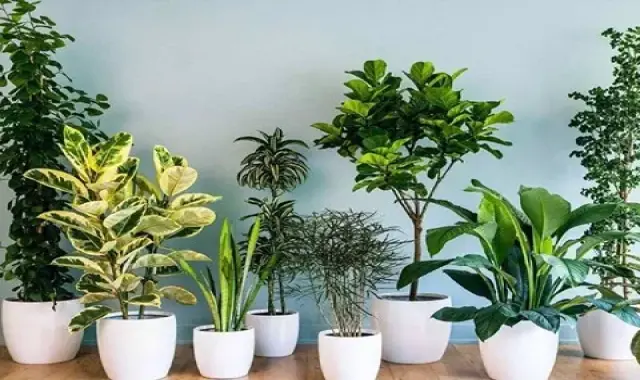 گیاه آپارتمانی برگ ضخیم؛ دیفن باخیا برگ انجیری 4 فصل صورتی