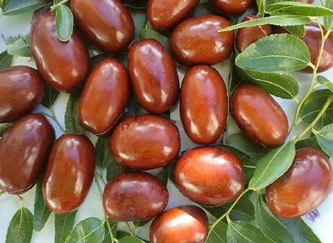 عناب تازه در اصفهان؛ میوه خشک شده پوست چروکیده 2 رنگ (سبز زرشکی)