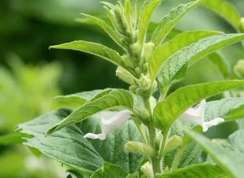 بذر کنجد صادراتی + قیمت خرید، کاربرد، مصارف و خواص