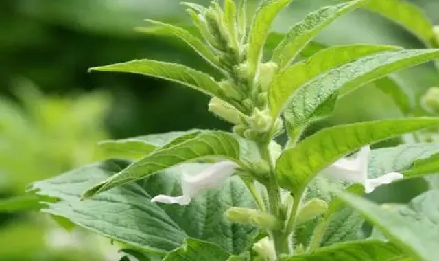 بذر کنجد صادراتی + قیمت خرید، کاربرد، مصارف و خواص