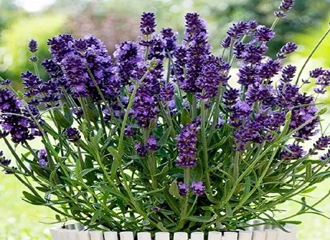 بهترین قیمت خرید اسطوخودوس و تپش قلب