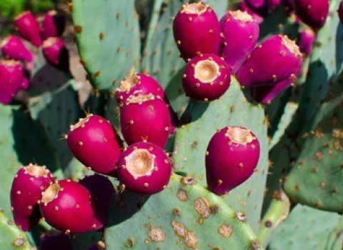 قیمت خرید کاکتوس گلابی خاردار + عکس