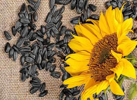 تخمه آفتابگردان سیاه؛ شمشیری سنقری طعم نمکی سرکه ای لیمویی