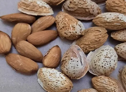 راهنمای خرید بادام پوست نازک + قیمت عالی