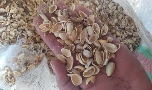 پوست پسته تازه؛ خوراک دام تقویت گیاه حاوی کلسیم fiber