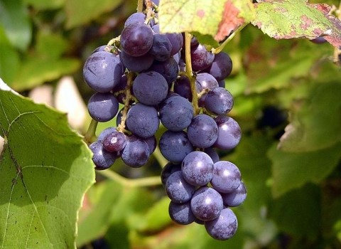 خرید انگور شانی تهران + قیمت عالی