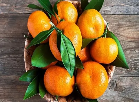 قیمت خرید میوه پرتقال + مزایا و معایب
