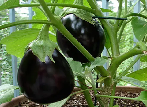 قیمت خرید عمده بادمجان دلمه ای ترشی ارزان و مناسب