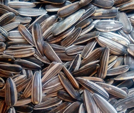 آیا تخمه آفتابگردان قند دارد + قیمت خرید