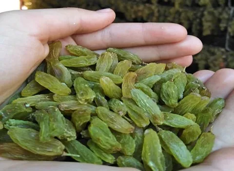 قیمت کشمش سبز ممتاز