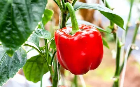 فلفل دلمه ای قرمز؛ شیرین گوشتی تند آبدار کشت USA Mexico