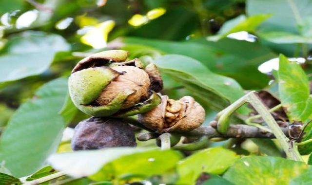 قیمت گردوی تازه در ارومیه