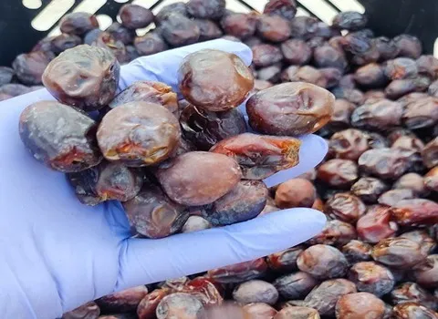 قیمت خرید خرما خنیزی دانه + تست کیفیت