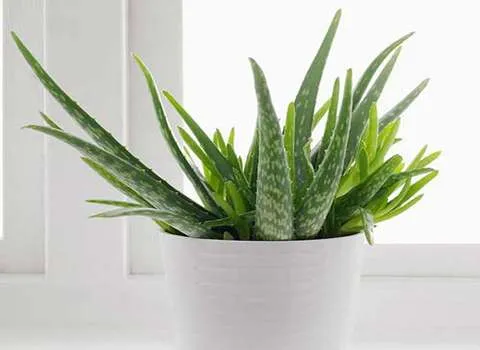 آشنایی با آلوئه ورا پاکوتاه + قیمت استثنایی خرید آلوئه ورا پاکوتاه