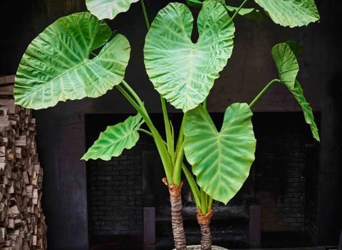 گل بابا آدم (فیلگوش) ساقه سبز پوست ماری 2 کاربرد آپارتمان ادارات