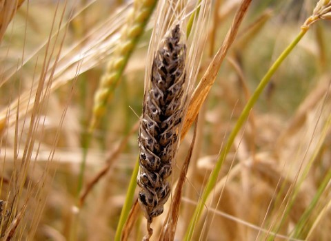 قیمت جو سیاه + خرید فروش