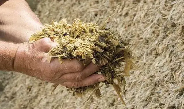 ذرت علوفه ای خشک؛ افزایش شیر گاو گوسفند کربوهیدرات گیاهی Dry