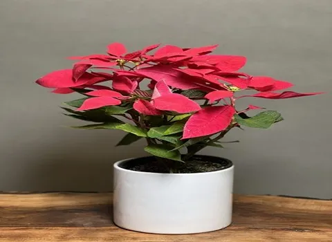 قیمت و خرید گل آپارتمانی آگلونما قرمز + فروش ارزان