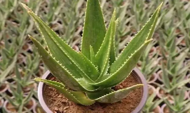 قیمت خرید گل آلوورا شاخ بزی + تست کیفیت